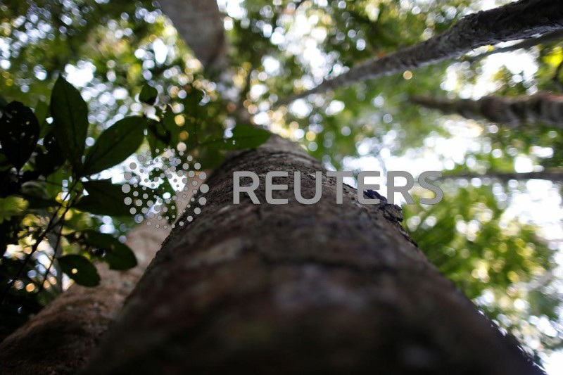&copy; Reuters. Floresta Amazônica, Rondônian28/09/2021. REUTERS/Adriano Machado