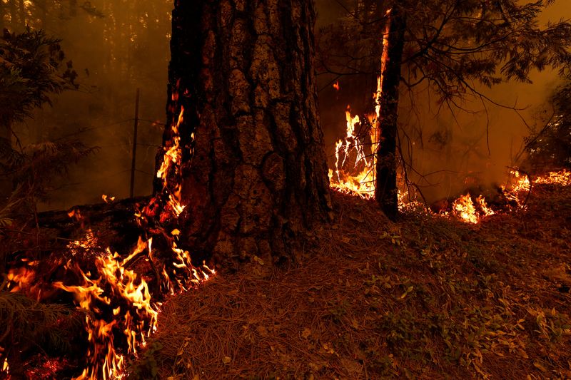 © Reuters. Flames rise in Lyonsville, California, U.S., July 27, 2024. REUTERS/Fred Greaves