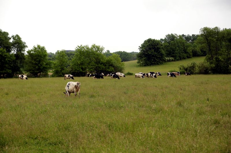 &copy; Reuters. FILE PHOTO: Dairy cows graze at a family farm, in Mayville, Wisconsin, U.S., June 24, 2019. REUTERS/Darren Hauck/File Photo