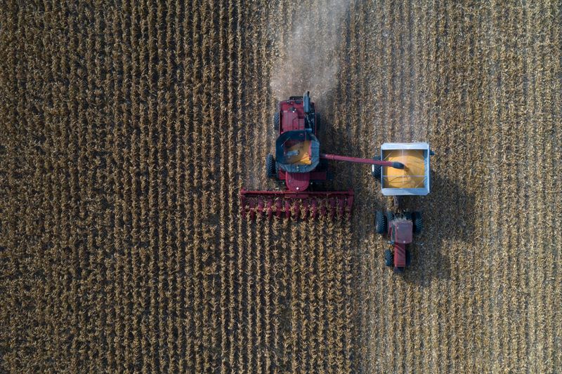 © Reuters. FILE PHOTO: Grain farmers harvest corn in Marion, Texas, U.S., July 17, 2020. REUTERS/Adrees Latif/File Photo