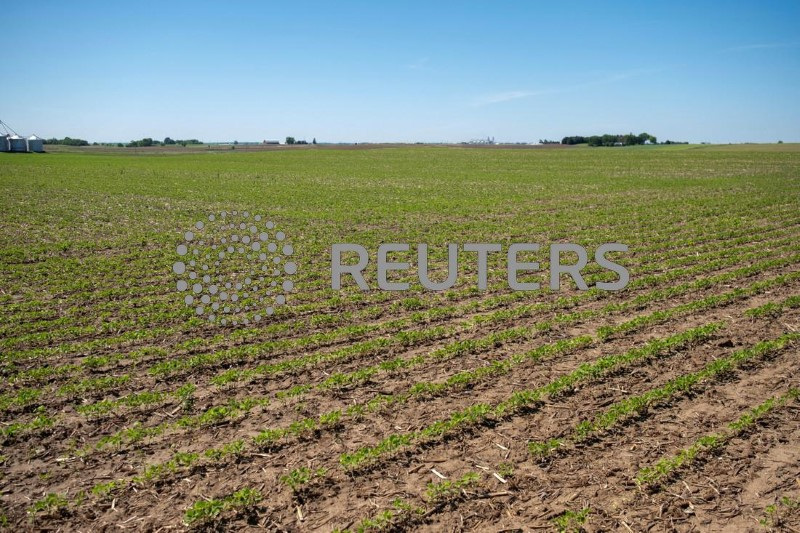 &copy; Reuters. Plantas de soja começam a mostrar sinais de crescimento na fazenda de soja de Mark Tuttle em Somonauk, Illinois, EUAn30/05/2024nREUTERS/Jim Vondruska