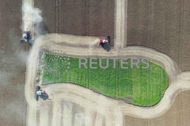 &copy; Reuters. Trabalhadores rurais operam colheitadeiras em uma fazenda em Não Me Toque, Estado do Rio Grande do Sul, Brasiln03/04/2024nREUTERS/Diego Vara