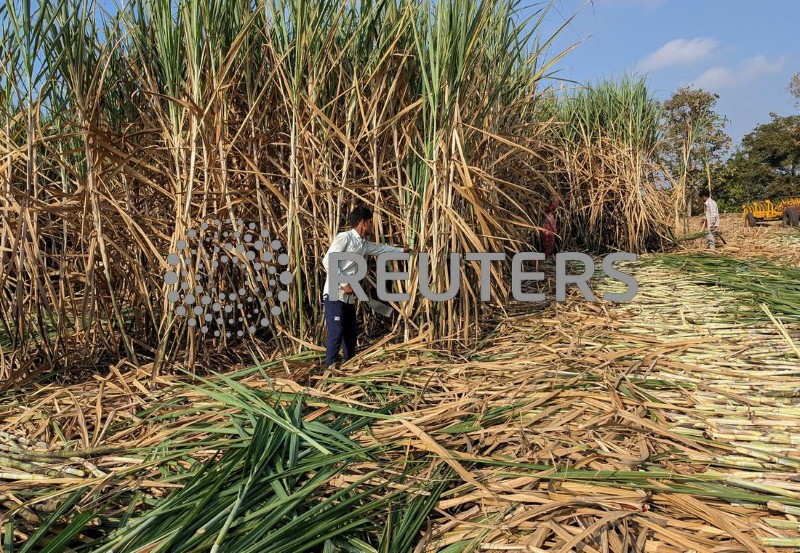 &copy; Reuters. Trabalhadores colhem cana-de-açúcar no distrito de Kolhapur, no estado ocidental de Maharashtra, Índian30/11/2023nREUTERS/Rajendra Jadhav