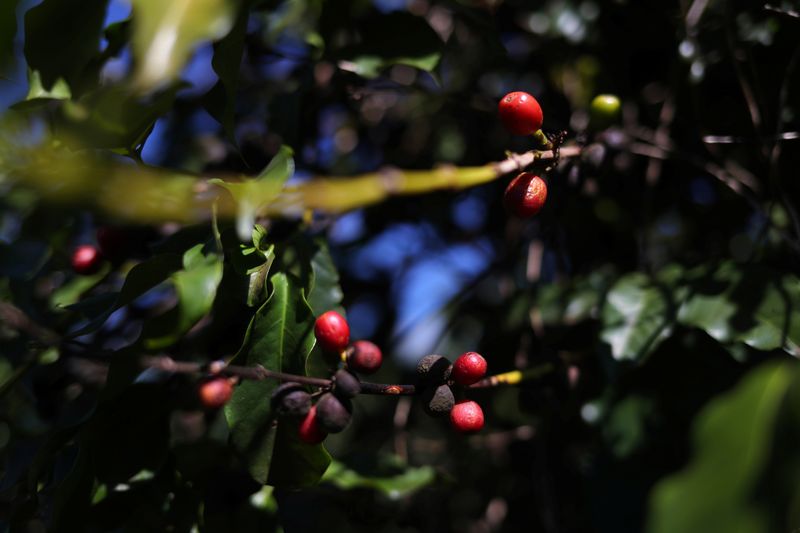 &copy; Reuters. Plantação de café em São João da Boa Vistan06/06/2019 REUTERS/Amanda Perobelli