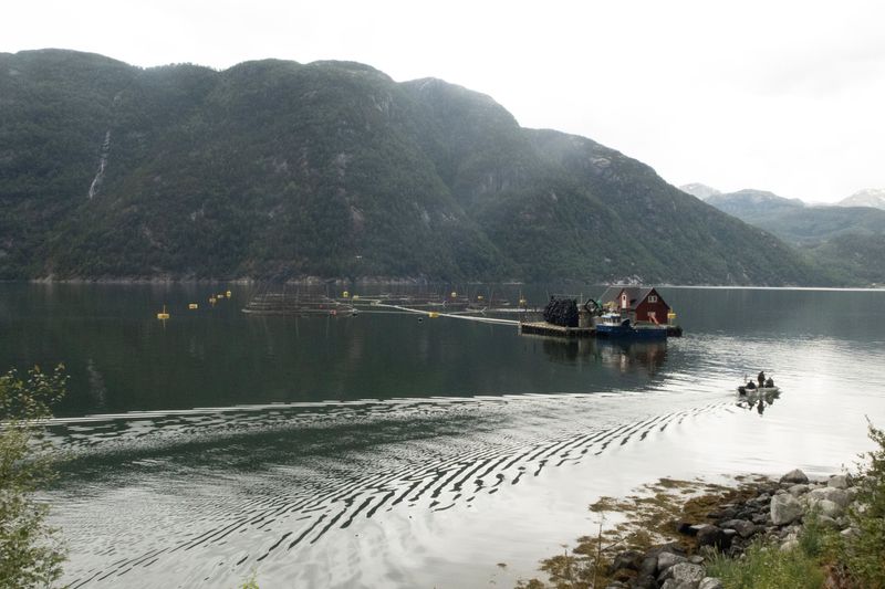 &copy; Reuters. FILE PHOTO: A general view of a salmon fish farm in the Kvinnerahd fjord in Mauranger municipality in western Norway July 19, 2020. REUTERS/Gwladys Fouche/File photo