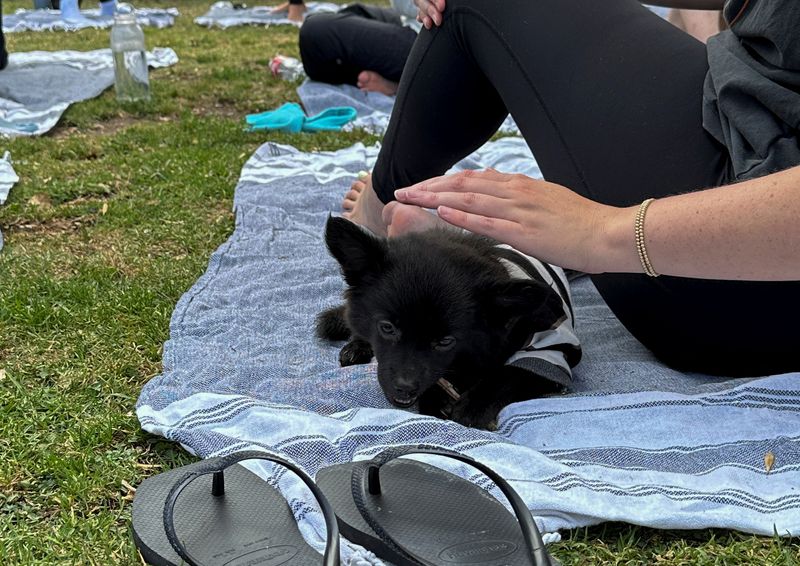 &copy; Reuters. A Yogi and an adoptable puppy share mat at stress-relieving outdoor Puppy Yoga hosted by Laughing Frog Yoga Studio, in Santa Monica, California, U.S., August 1, 2024. REUTERS/Jorge Garcia