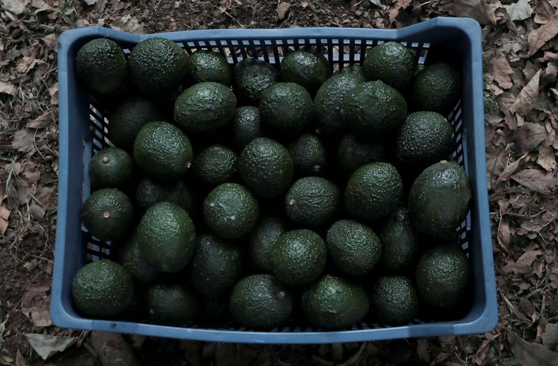 &copy; Reuters. FILE PHOTO: A crate filled with avocados is seen at a plantation in Tingambato, Michoacan state, Mexico June 18, 2024. REUTERS/Ivan Arias/File Photo