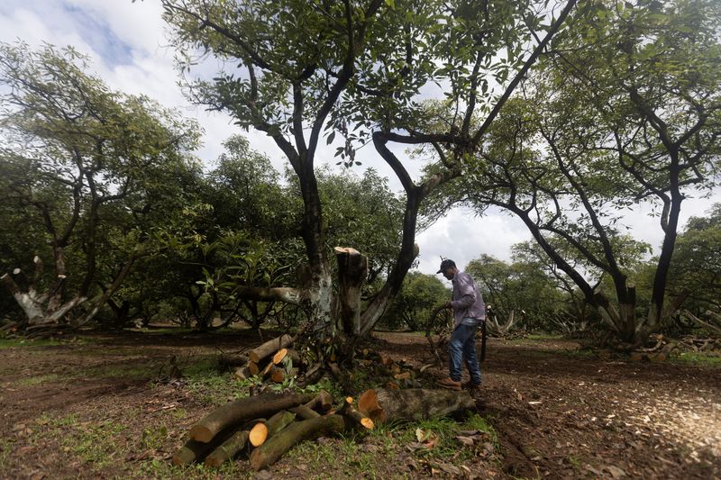 ©Reuters. A man prunes avocado trees in an orchard in Tancitaro, Michoacan state, Mexico, July 10, 2024. REUTERS/Quetzalli Nicte-Ha