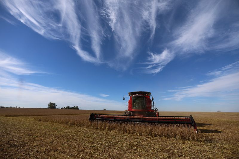 &copy; Reuters. Agricultores de soja em campo perto de Buenos Aires, Argentina