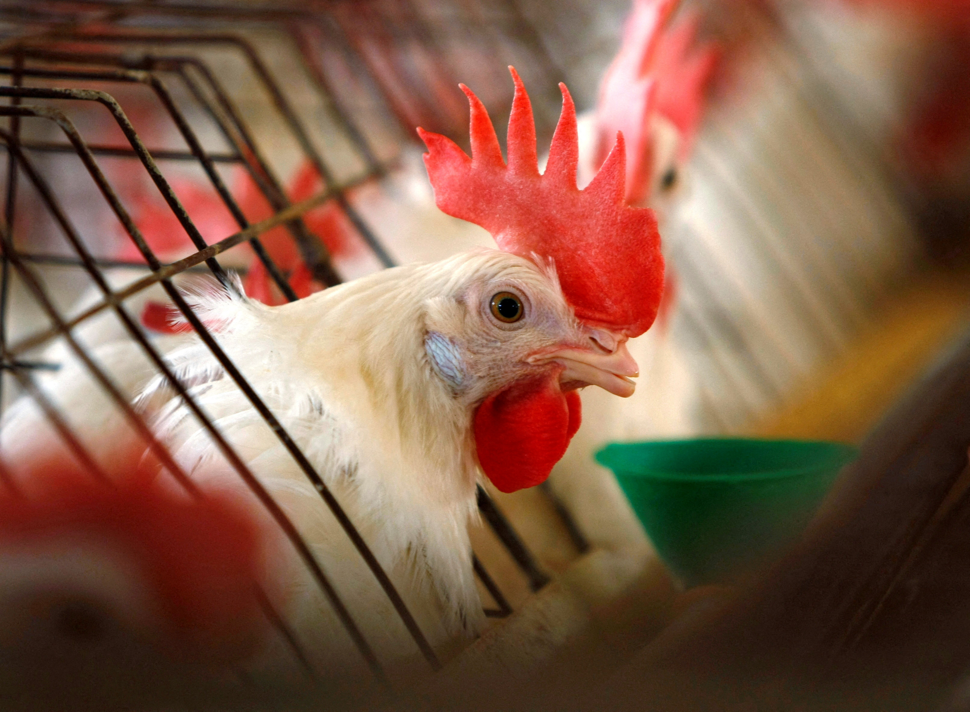 &copy; Reuters. FILE PHOTO: A caged hen feeds at an egg farm in San Diego County in this picture taken July 29, 2008.  REUTERS/Mike Blake/File Photo