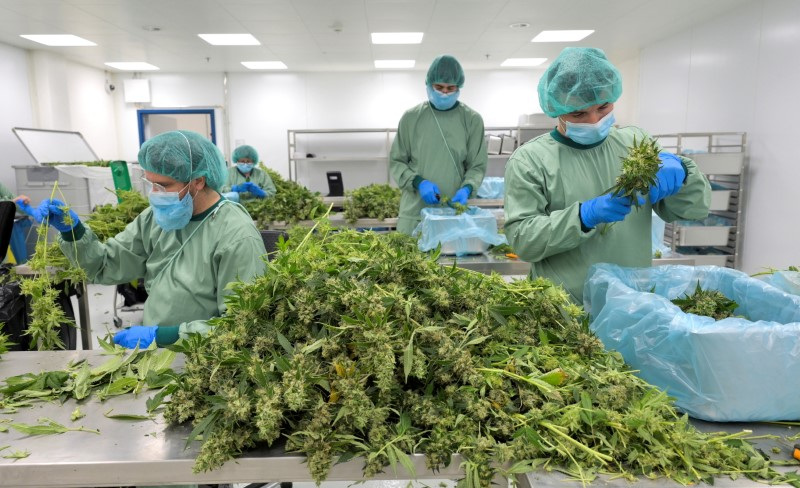 &copy; Reuters. FILE PHOTO: Employees process cannabis plants at Demecan, the first German company to supply medicinal cannabis to the German Cannabis Agency in Ebersbach, Germany, June 13, 2023. REUTERS/Matthias Rietschel/File Photo