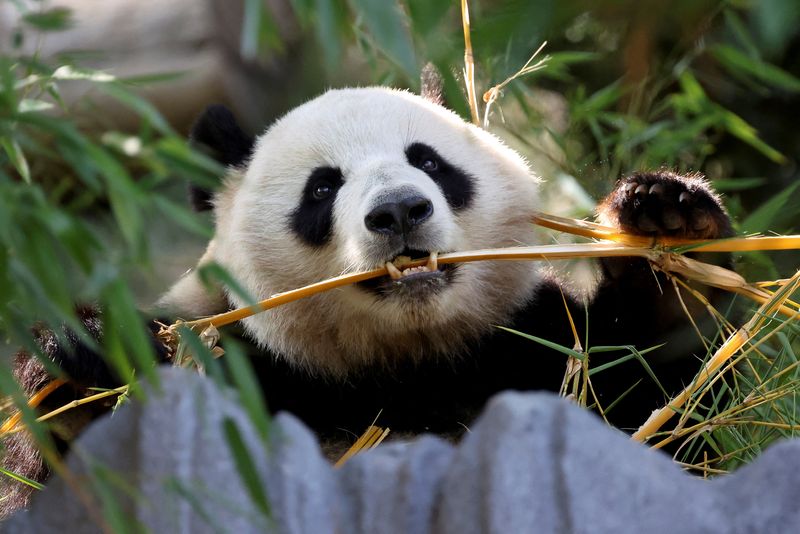 © Reuters. Panda bear Xin Bao eats in the Panda Ridge enclosure at San Diego Zoo in San Diego, California, U.S., August 7, 2024. REUTERS/Mario Anzuoni