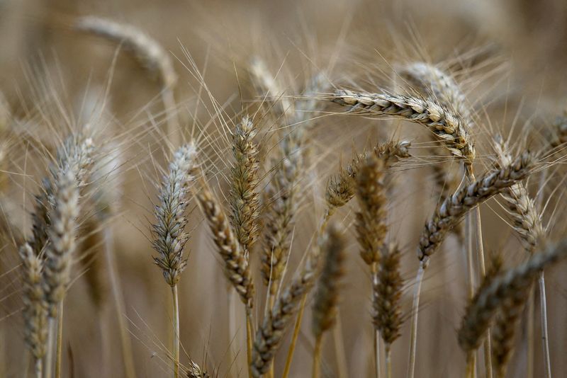 © Reuters. Campo de trigo
6/07/2017
REUTERS/Stephane Mahe