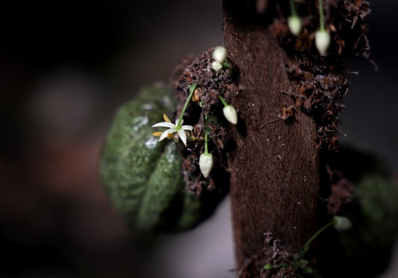 © Reuters. A bean and flowers grow on a cocoa tree in a greenhouse in Rishon Lezion, Israel, July 22, 2024. REUTERS/Ricardo Moraes