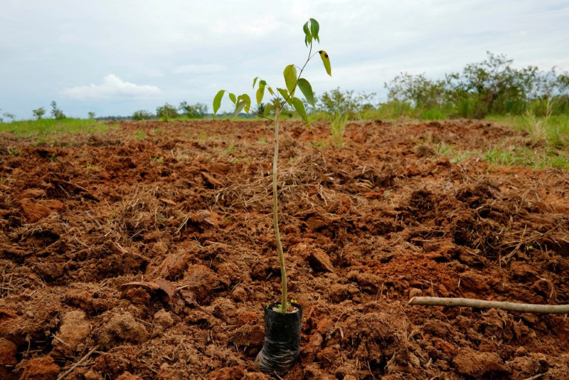 &copy; Reuters. FILE PHOTO: A view of a plant grown in the non-profit group Rioterra's nursery is about to be planted on a piece of deforested land, in Porto Velho, Rondonia state, Brazil February 19, 2020. REUTERS/Alexandre Meneghini/File Photo