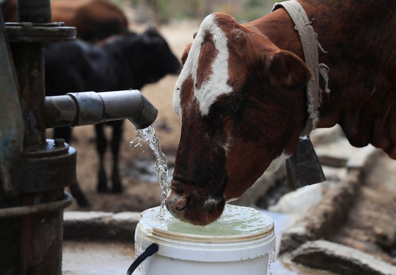 © Reuters. Villagers help their livestock with drinking water from a borehole, as Zimbabwe is experiencing an El Nino-induced drought, resulting in malnutrition among children under the age of five, pregnant and lactating women, and adolescents, in Mudzi, Zimbabwe July 2, 2024. REUTERS/Philimon Bulawayo/File Photo