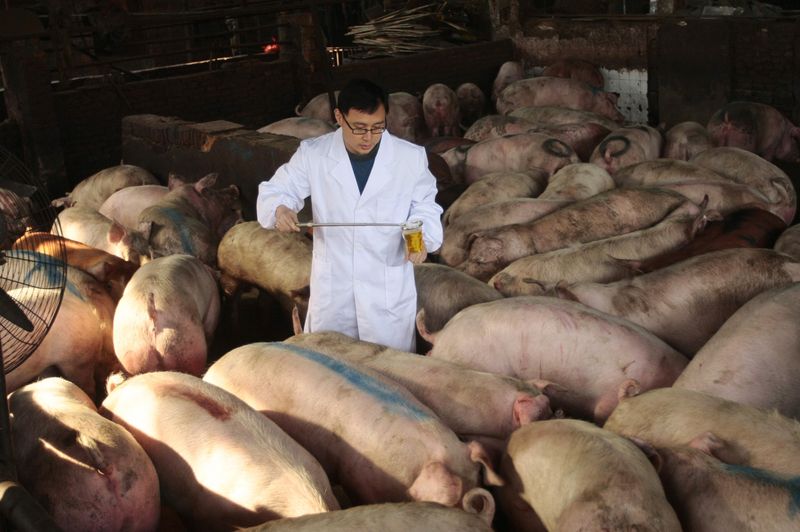 &copy; Reuters. Criação de porcos em Nanjingn15/03/2011nREUTERS/Stringer 