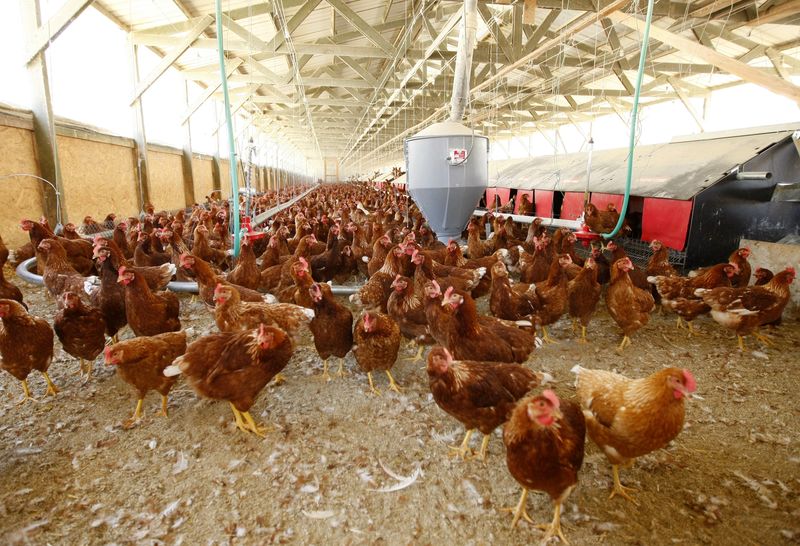 © Reuters. FILE PHOTO: Hens are seen at an egg farm in San Diego County in this picture taken July 29, 2008.      REUTERS/Mike Blake/File Photo