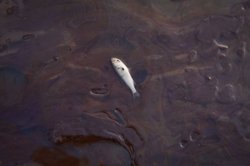 © Reuters. FILE PHOTO: A dead fish lies in oil from an oil spill on Grand Terre Island, Louisiana, June 8, 2010. REUTERS/Lee Celano/File Photo