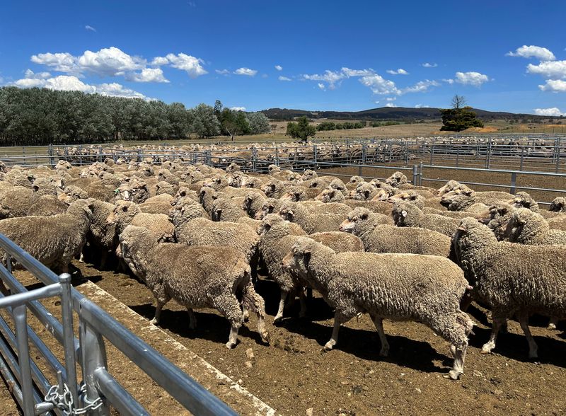 © Reuters. FILE PHOTO: Sheep run into a holding pen at a farm near Delegate, in New South Wales, Australia, November 19, 2023. REUTERS/Peter Hobson/File Photo