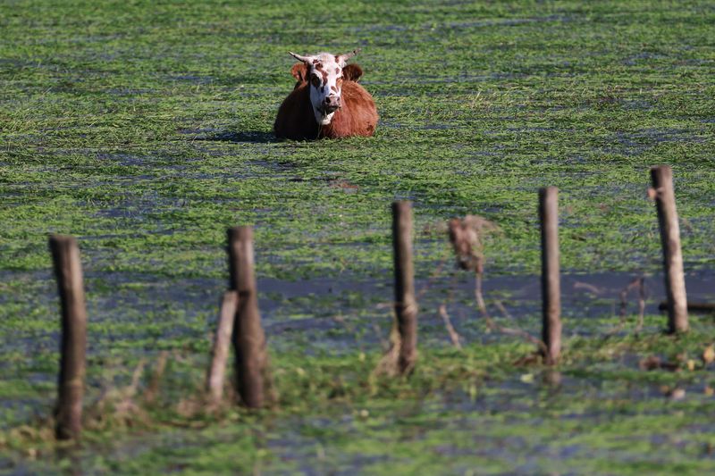 &copy; Reuters. Boi em área alagada em Três Cachoeiras, no Rio Grande do Suln07/06/2024 REUTERS/Diego Vara