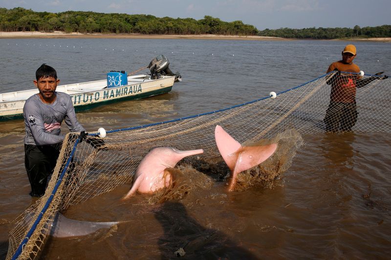 &copy; Reuters. Botos são retirados por pescadores do Lago Tefé, no Amazonasn19/08/2024 REUTERS/Bruno Kelly