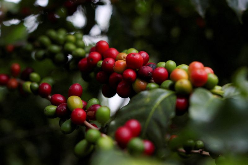 &copy; Reuters. Ramo com frutos de cafén8/05/2021nREUTERS/Amanda Perobelli/File Photo