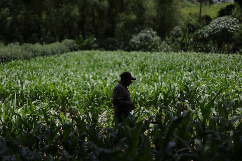 © Reuters. ARCHIVE PHOTO: Fidel Lopez Pacheco, 53, walks among his corn harvests in the village of Las Tunas in Baja Verapaz, Guatemala, August 17, 2023. REUTERS/Pilar Olivares/File photo