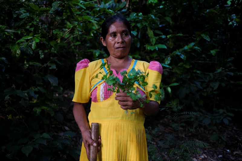 © Reuters. Aura Interiano, 62, holds a coriander crop on a community farm as part of a UN's World Food Program project to combat malnutrition in a region known as the Central American Dry Corridor, in Camotan, Guatemala August 22, 2024. REUTERS/Josue Decavele