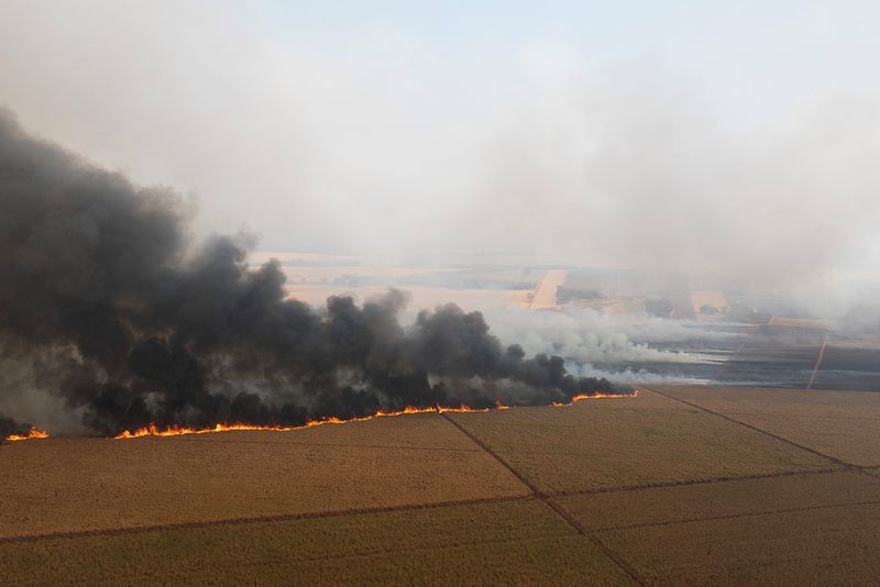 © Reuters. Sugar-cane plantation near Dumon, August 24, 2024. REUTERS/Joel Silva