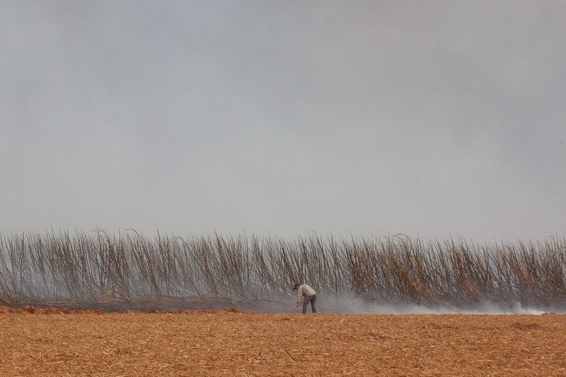 © Reuters. FILE PHOTO: A man tries to put out fire in a sugar cane plantation near Dumon city, Brazil, August 24, 2024. REUTERS/Joel Silva/File Photo