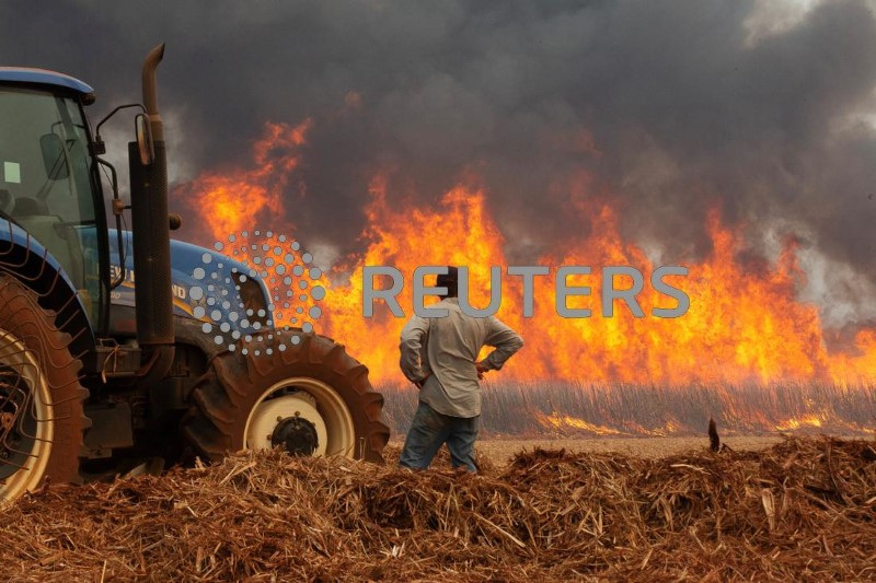 &copy; Reuters. Um homem observa um incêndio em uma plantação de cana-de-açúcar perto da cidade de Dumon, em São Paulo, Brasiln24/08/2024nREUTERS/Joel Silva