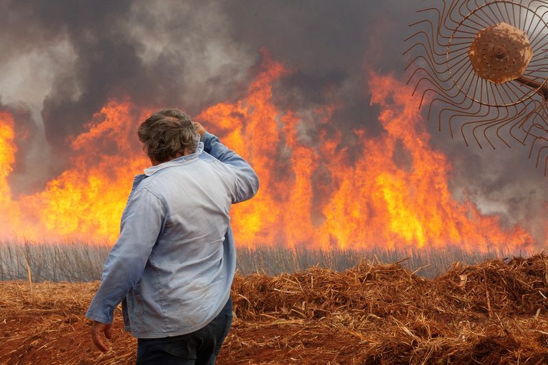 &copy; Reuters. Plantação de cana-de-açúcar em chamas em Dumon (SP)n24/08/2024nREUTERS/Joel Silva