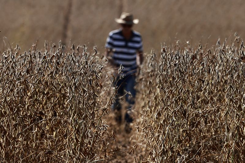 &copy; Reuters. Cultivo de soja no Rio Grande do Sul