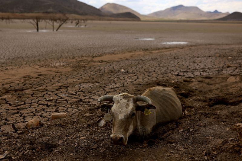 © Reuters. FILE PHOTO: A cow is stuck in the mud of the dry bed of the Las Lajas dam due to a severe drought, in Buenaventura, Chihuahua state, Mexico August 23, 2024. REUTERS/Jose Luis Gonzalez/File Photo