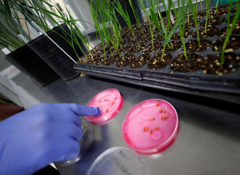 &copy; Reuters. FILE PHOTO: Agricultural engineer Maximiliano Marzetti points to wheat seeds genetically modified with a strain called HB4, which has a gene that helps it better tolerate drought, inside a laboratory at Bioceres Crop Solutions in Rosario, Argentina July 1