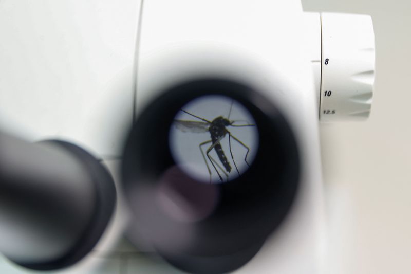 © Reuters. FILE PHOTO: A mosquito is photographed through a 20x optical microscope. REUTERS/Eva Manez/File Photo