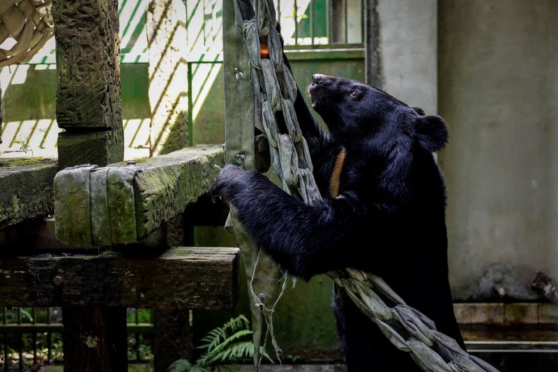 © Reuters. A Formosan black bear plays inside an enclosure at the government-run bear shelter Wushikeng Research Center in Taichung, Taiwan, May 9, 2024.  REUTERS/Ann Wang 