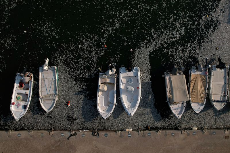 © Reuters. A man sits in a boat as tonnes of dead fish have washed up in the port of Volos, Greece, August 28, 2024. REUTERS/Alexandros Avramidis    