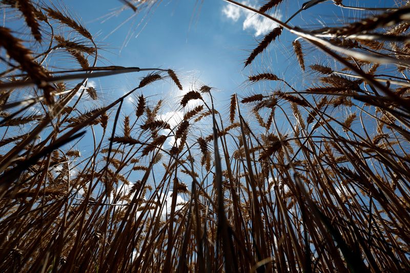 &copy; Reuters. Lavoura de trigo em Orezun2/07/2014nREUTERS/Bogdan Cristel