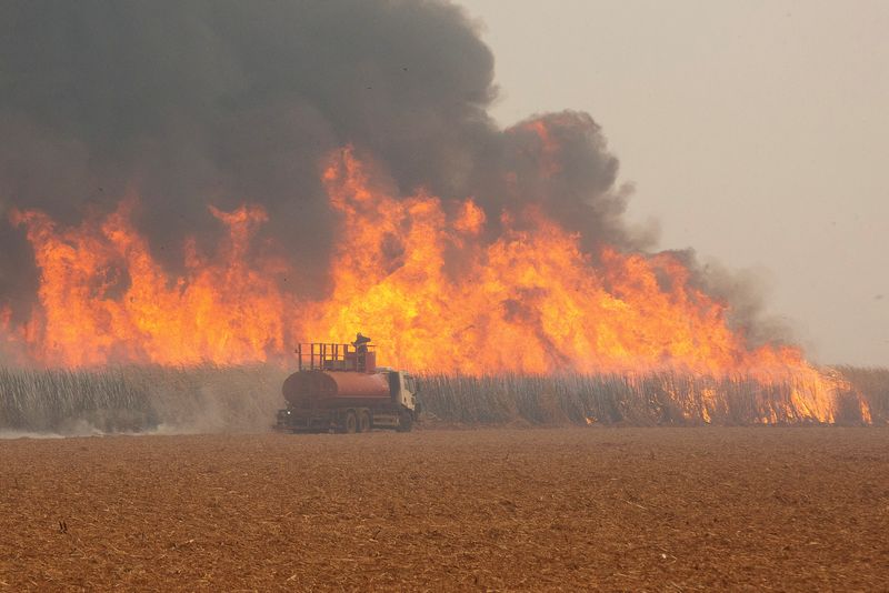 &copy; Reuters. Incêndio em canavialn24/08/2024nREUTERS/Joel Silva