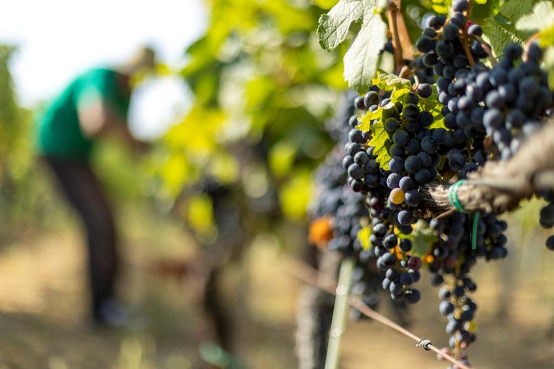 © Reuters. A general view of Merlot grapes at a vineyard in Irig, Serbia, August 29, 2024. REUTERS/Djordje Kojadinovic