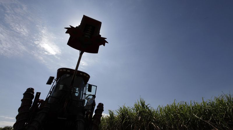 &copy; Reuters. Colheita de cana em Piracicaba