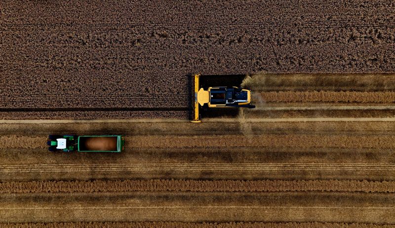 &copy; Reuters. Campo de trigon16/08/2024nREUTERS/Clodagh Kilcoyne