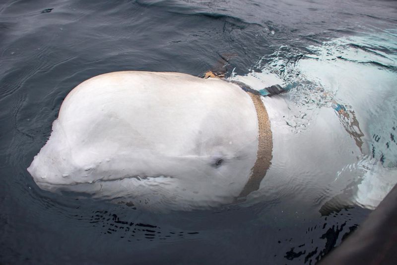 &copy; Reuters. FILE PHOTO: A white beluga whale wearing a harness is seen off the coast of northern Norway, April 29, 2019. Jorgen Ree Wiig/Sea Surveillance Service/Handout/NTB Scanpix via REUTERS/File photo