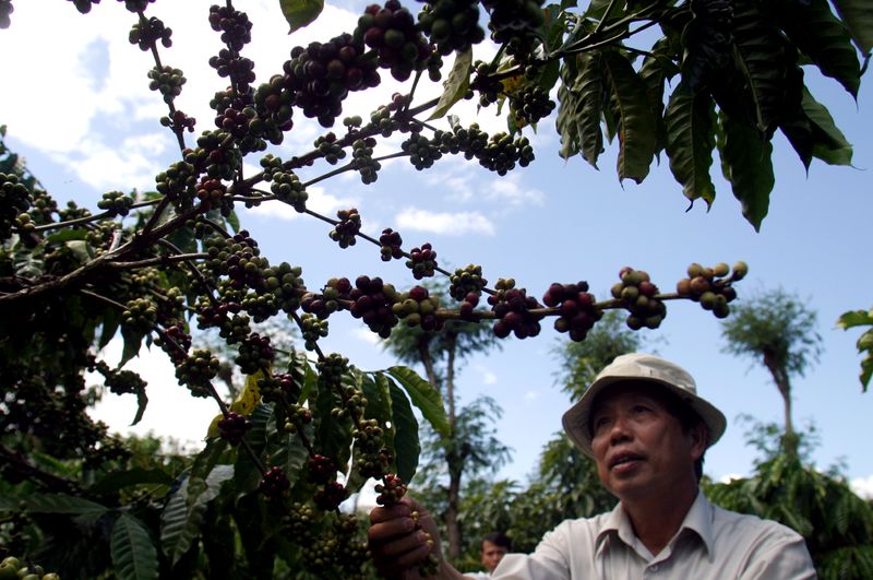 &copy; Reuters. Pé de cafén25/10/2006nREUTERS/Kham 