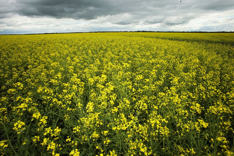 &copy; Reuters. Plantação de canola perto de La Salle, em Manitoba, no Canadán28/07/2022 REUTERS/Shannon VanRaes