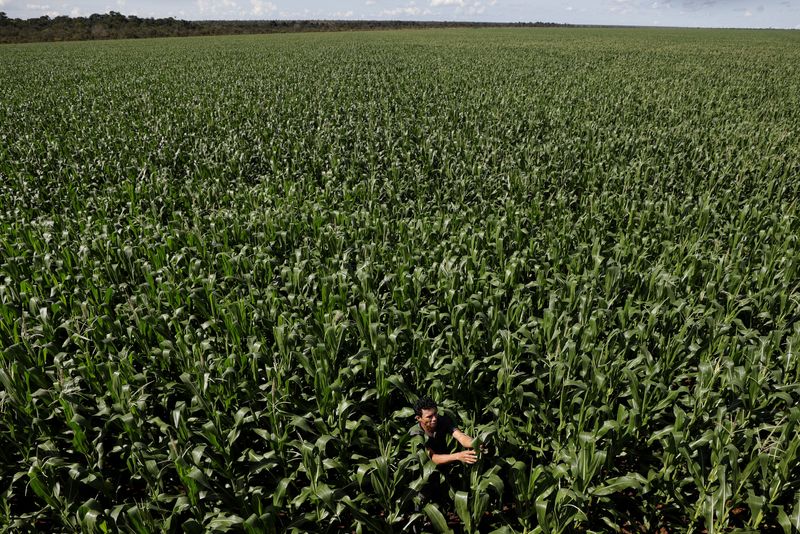 &copy; Reuters. FILE PHOTO: A farmer is seen in a corn field in Brazil, April 26, 2018. REUTERS/Ueslei Marcelino/File Photo