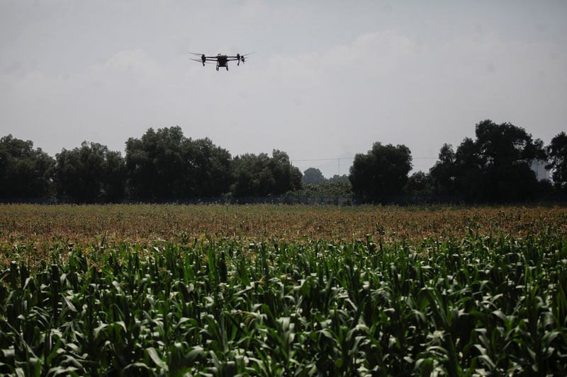 &copy; Reuters. FILE PHOTO: An agricultural drone flies over a corn field in this illustration. REUTERS/Raquel Cunha/File Photo