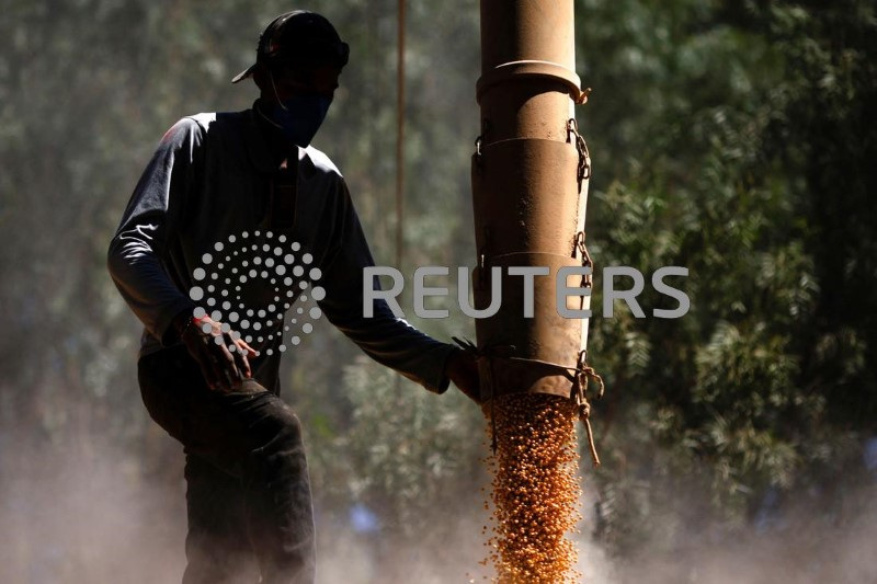 &copy; Reuters. Trabalhador carrega caminhão com milho de um silo em uma fazenda perto de Brasília, Brasiln22/08/2023nREUTERS/Adriano Machado